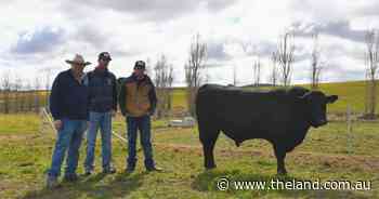'Phenomenally presented': repeat buyers chase high growth at Hillview Angus