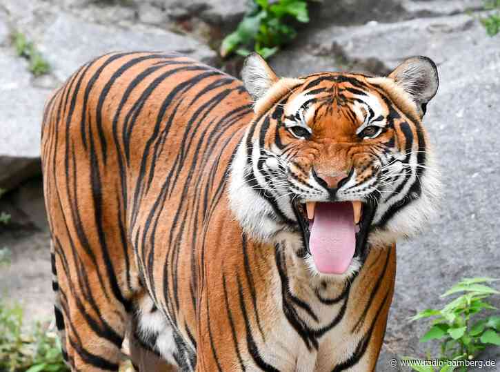 Ranger stirbt nach mutmaßlichem Tigerangriff in Thailand