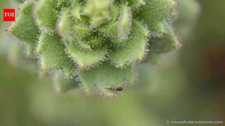 Scientists prove Charles Darwin's 150-year-old theory right with the help of an insect-eating plant