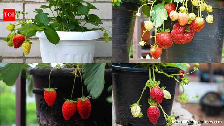 How to grow strawberry: 5 kitchen scraps, peels that provide good nutrients