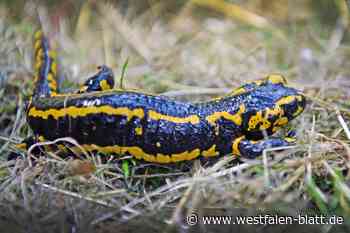 Feuersalamander sollen bleiben