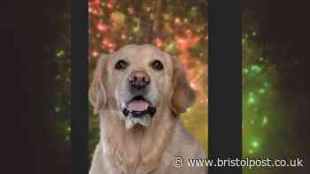 Dog owners spend £145 a year helping pets cope with fireworks
