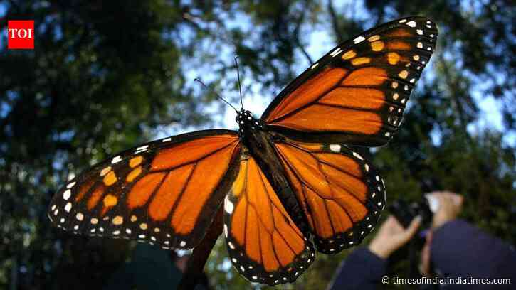 California’s western monarch migration hits third-lowest count at 12,260