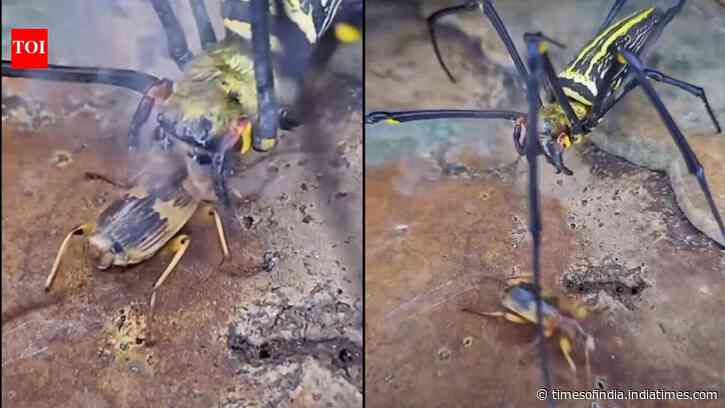 The insect that carries its own bomb: How the bombardier beetle turns chemistry into a weapon