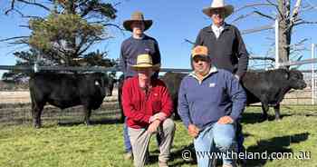 Eastern Plains Angus bulls achieve double-top amid local support despite season