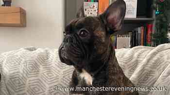 Beloved Stockport French bulldog launched into space alongside his favourite Toy Story alien