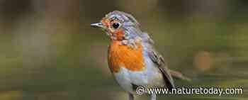 Verfomfaaide vogel? Het is de rui