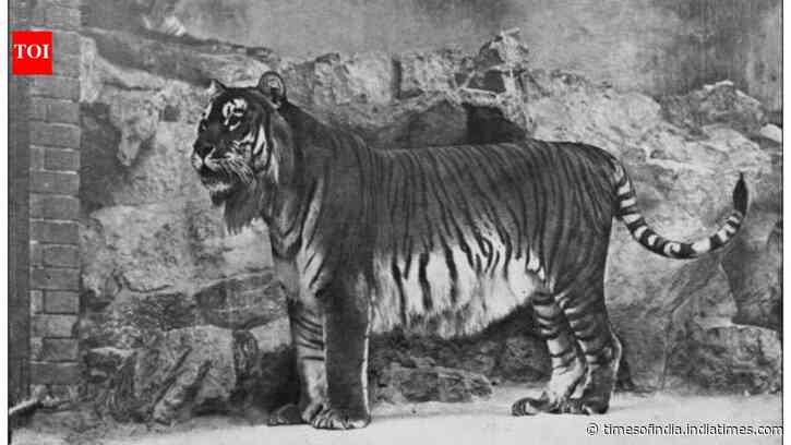 Kazakhstan has released its first tiger in the wild after 70 years of extinction in the country