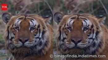 Viral Gabbar Tiger Video: massive Dudhwa big cat stuns social media