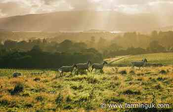 Four nations join forces to put British lamb on the menu