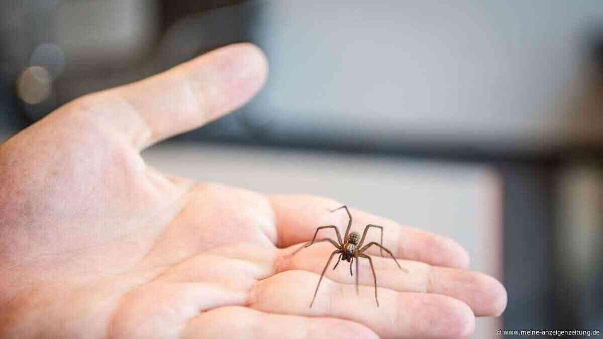 Spinne entdeckt und schnell nach draußen gebracht? Das ist nicht immer eine gute Tat.