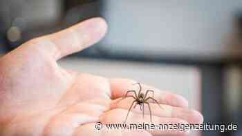 Spinne entdeckt und schnell nach draußen gebracht? Das ist nicht immer eine gute Tat.