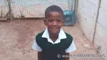 Eight-year-old boy killed by scrum machine in freak accident