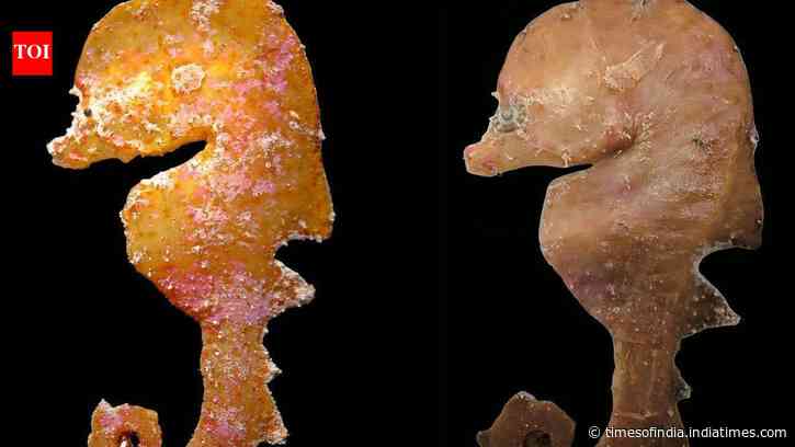 In 2006, a tiny deep-reef fish was pulled from deep water off South Australia and misidentified; nearly 20 years later, scientists recognised a new species
