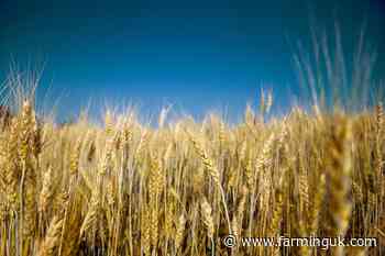 Heineken offers UK barley growers regenerative premium