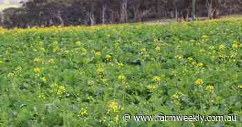 Growers hope for a 'soft finish' to season with rainfall being a mixed bag