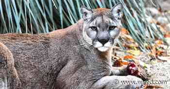 Cougars Lower the Risks of Car Crashes by Hunting Deer