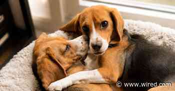 Gene-Edited Puppies Will Melt Your Heart—but Won’t Trigger Your Allergies