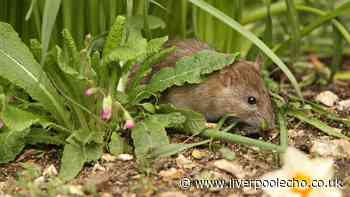 The natural item that will keep rats away from gardens this summer