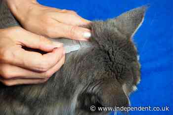 Pet flea treatments face calls for urgent ban over devastating risks to the environment