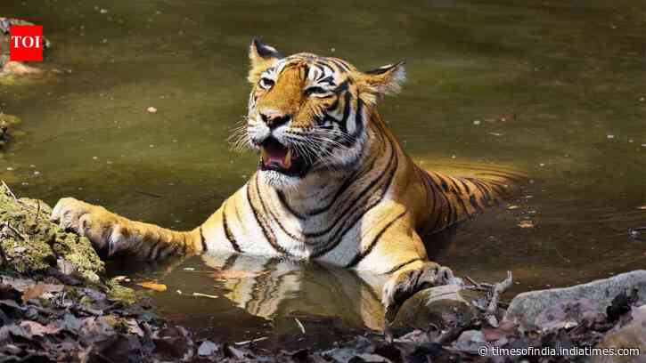 India's Celebrity Tigers: Big cats become tourism magnets; Machli, Paro, Maya lead legends