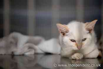 Outdoor cats quite happy to become indoor cats, study finds