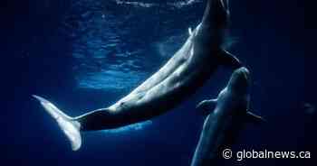 Everyone loved Marineland – then the tide turned. A look inside the park’s final days