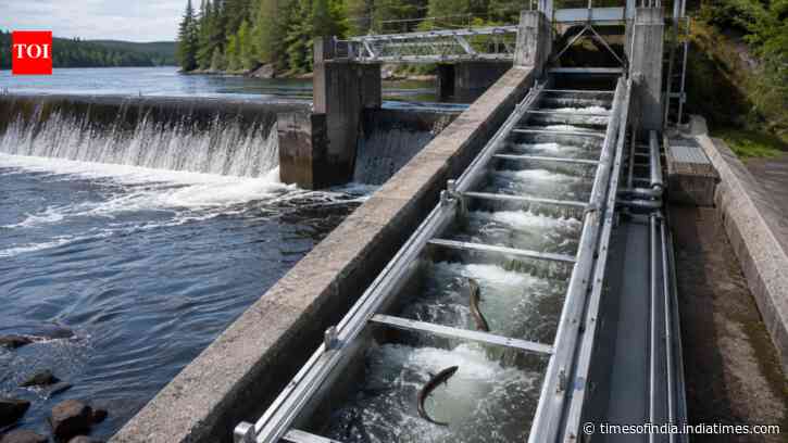 How an eel elevator on Maine's Penobscot River helped restore millions of fish and brought humpback whales back