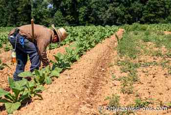Fenómeno de El Niño puede agravar la inseguridad alimentaria en Latinoamérica