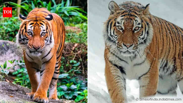 Bengal tiger vs Siberian tiger: What's the difference?