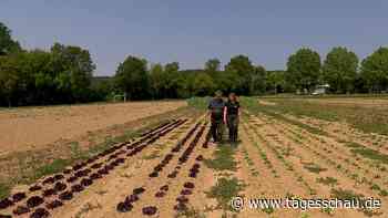 Einschränkungen bei der Bewässerung bedrohen Ernten von Landwirten