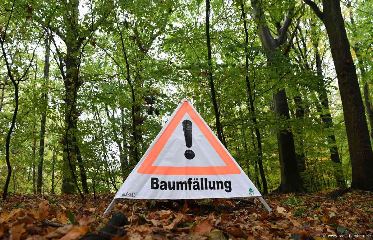 Mann will Buche fällen – und wird von anderem Baum verletzt