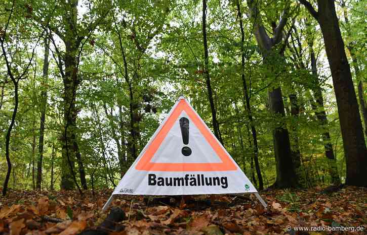 Mann will Buche fällen – und wird von anderem Baum verletzt