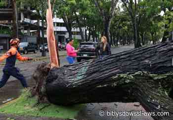 Fuertes lluvias y ráfagas de viento provocaron la caída de árboles en varias zonas de Maturín