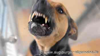 Hunde attackieren Joggerin: Polizei ermittelt gegen Tierhalter