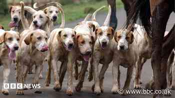 Men deny illegal hunt at Duke of Beaufort estate