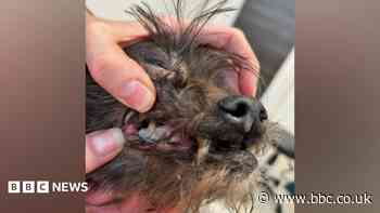 Pair who let dog starve to death are sentenced