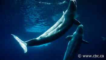 Everyone loved Marineland — then the tide turned. A look inside the park's final days