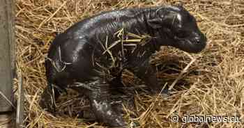 Toronto Zoo announces birth of endangered pygmy hippopotamus