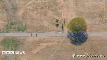 Looking down on London's straw-coloured parks