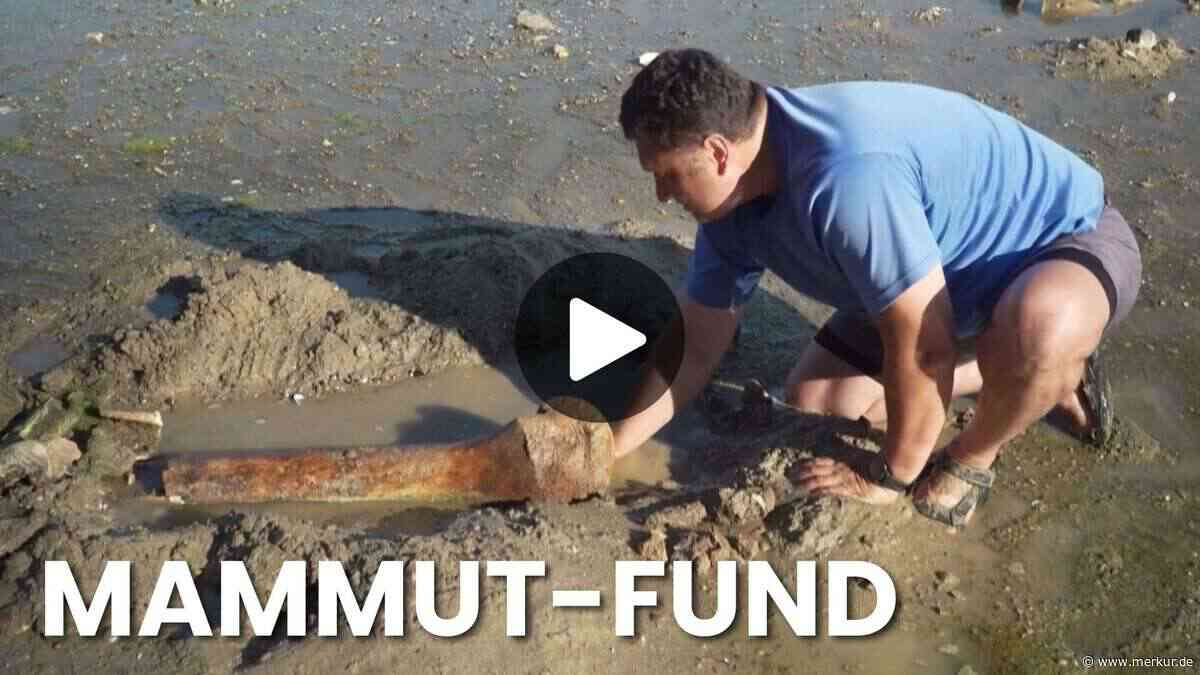 Video vom Mammut-Knochen im Donaubett: Sensationeller Fund in Bulgarien