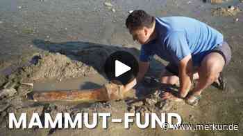 Video vom Mammut-Knochen im Donaubett: Sensationeller Fund in Bulgarien