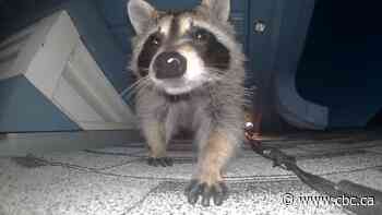 The next Toronto? Reports of urban raccoons on the rise in Calgary