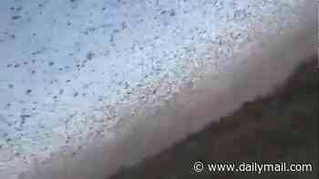 Biblical swarm of locusts floods skies over Russia sparking fears God's plagues have returned
