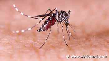 Mosquito-borne 'breakbone' virus detected in DC suburbs: First ever case of locally-transmitted Dengue fever confirmed in Virginia