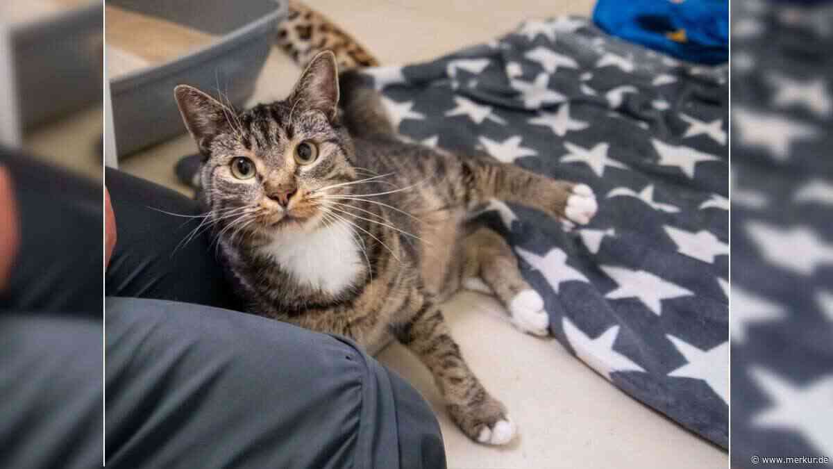Weil er kein normaler Kater ist: „Hering wurde einfach im Stich gelassen“