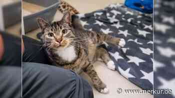 Weil er kein normaler Kater ist: „Hering wurde einfach im Stich gelassen“