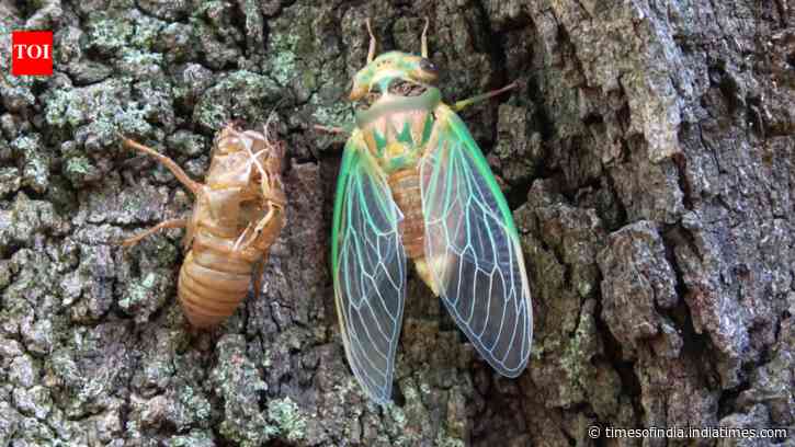 Scientists coated a cicada wing with silver and created a sensor that amplified molecular signals