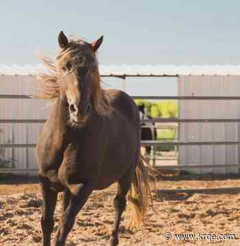 Horseshoes and Heels Gala benefitting the Tamaya Horse Rehabilitation program