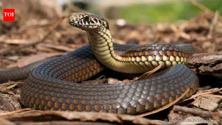 Researchers examined every body vertebra in 13 Australian snakes and found five distinct regions